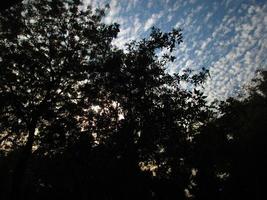 céu azul e silhueta de árvores durante o dia em karachi paquistão 2022 foto