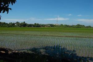 paisagem de campo de arroz com pequeno arroz recém-cultivado com nuvens azuis brilhantes foto