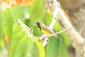 sunbird de costas verde-oliva nas copas das árvores foto