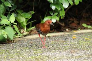 crake de pernas vermelhas no chão foto