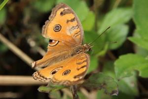 borboleta de amor-perfeito de pavão em uma folha de grama foto