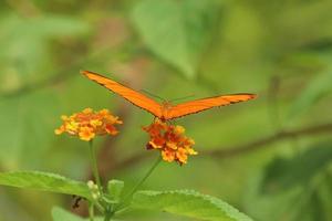 julia borboleta em uma flor se alimentando de néctar foto