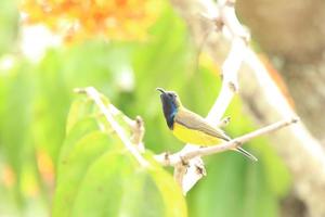 sunbird de costas verde-oliva nas copas das árvores foto