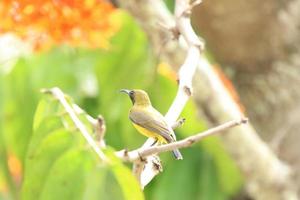 sunbird de costas verde-oliva nas copas das árvores foto