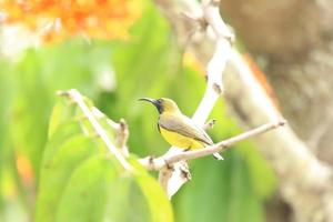 sunbird de costas verde-oliva nas copas das árvores foto