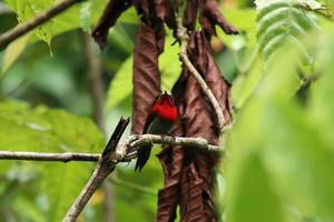 sunbird carmesim entre as flores foto