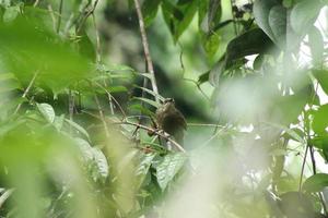 bulbul alado verde-oliva atrás do dossel foto