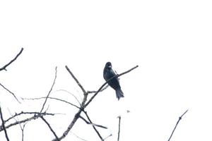 Drongo de cauda de raquete maior em cima da árvore foto