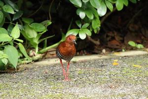 crake de pernas vermelhas no chão foto