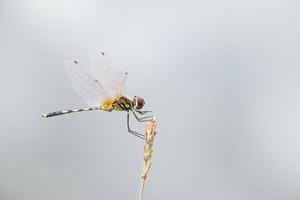 dançando libélula caindo em uma borda de caule foto
