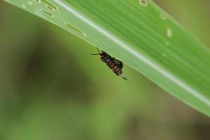 mariposa vespa hubner em uma folha foto