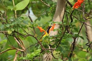 sunbird de costas verde-oliva nas copas das árvores foto