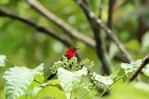 sunbird carmesim entre as flores foto