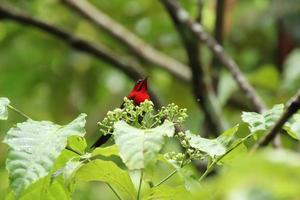 sunbird carmesim entre as flores foto