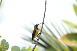 sunbird apoiado em azeitona em um galho de árvore foto