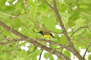 sunbird apoiado em azeitona em um galho de árvore foto