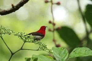 sunbird carmesim entre as flores foto