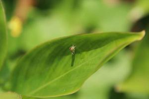 pequeno inseto em uma folha em um parque foto