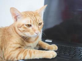 gato bonito deitado no teclado do laptop se sentindo entediado com o trabalho em casa foto