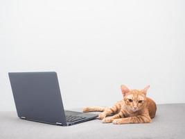 gato preguiçoso, cor laranja, relaxe no sofá com o fundo da parede branca do laptop em casa foto