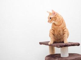 gato laranja sente-se no condomínio de gatos olhe para o lado esquerdo copie o espaço fundo branco isolado foto