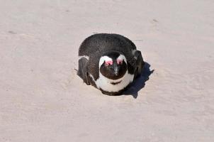 pinguim - praia de pedregulhos - áfrica do sul foto