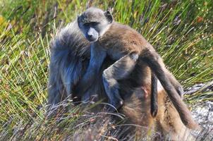 babuínos - cabo da boa esperança - áfrica do sul foto