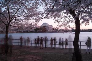 festival da flor de cerejeira - washington, dc foto