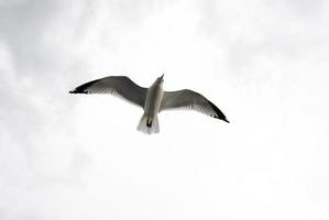 gaivotas voando sob o céu cinza foto