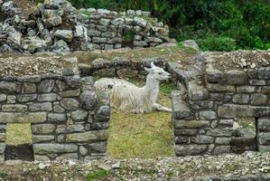 lhama em machu picchu, peru foto