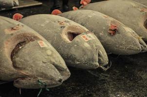 mercado de peixes de tóquio tsukiji foto