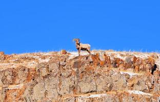 Carneiro selvagem no Parque Nacional de Yellowstone foto