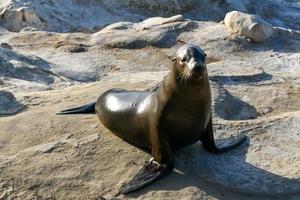 leões marinhos da Califórnia nas rochas em la jolla cove, san diego, califórnia foto