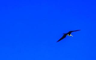 fregat pássaros bando voar céu azul fundo puerto escondido mexico. foto