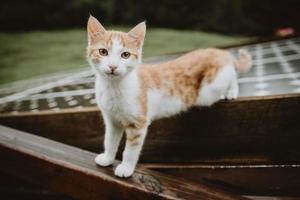 curioso gatinho marrom-branco em pé metade no telhado com painéis solares e metade na grade de madeira molhada durante o dia chuvoso nas montanhas eslovenas foto