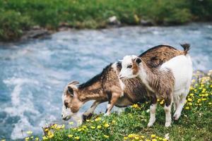 cabrinha com sua mãe que bebe da nascente da montanha perto de um prado verde com flores amarelas foto