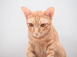 rosto aproximado de fundo branco de cor laranja de gato fofo isolado foto