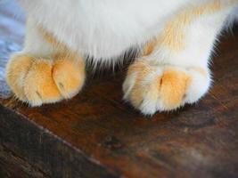 pata de gato em closeup no chão de madeira, pata de gato em madeira vintage foto