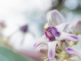 closeup linda flor calotropis cor roxa e rosa em fundo floral e desfocado com luz solar fresca, flor tropical colorida foto