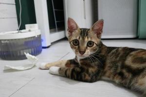 engraçado lindo gato de Bengala brincando na casa no chão com um brinquedo. brincando de gato. gato fofo brincando com brinquedo em casa foto