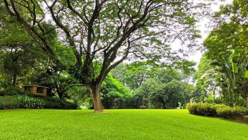 vista para o parque verde ou campo coberto de grama foto