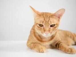 gato doméstico cor laranja deitado sobre a mesa fundo branco foto