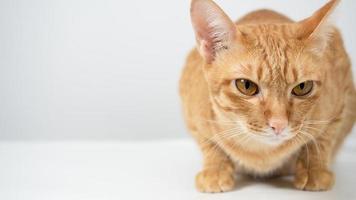 feche o rosto do gato doméstico sentado na mesa espaço de cópia de fundo branco foto