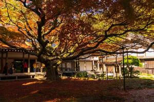 árvore de bordo gigante antiga durante a temporada de outono no templo raizansennyoji em fukuoka, japão foto