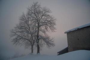 árvore com galhos cobertos de neve foto