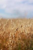 close-up de centeio orelhas douradas maduras, aveia ou trigo balançando ao vento leve no campo. o conceito de agricultura. o campo de trigo está pronto para a colheita. a crise alimentar mundial. foto