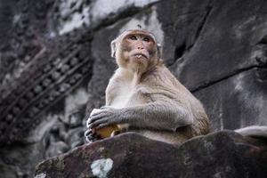 o macaco em angkor wat, siem reap, camboja foto