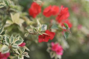 lindo campo de flores no jardim com fundo desfocado foto