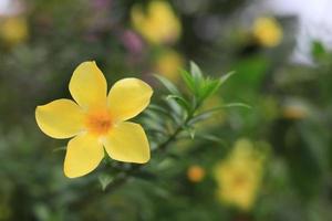 lindo campo de flores no jardim com fundo desfocado foto