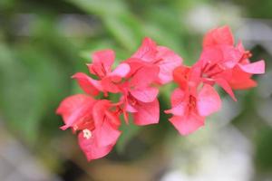 lindo campo de flores no jardim com fundo desfocado foto